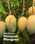 Himayat Mango - 3KG [100% Organic & Naturally Ripened]