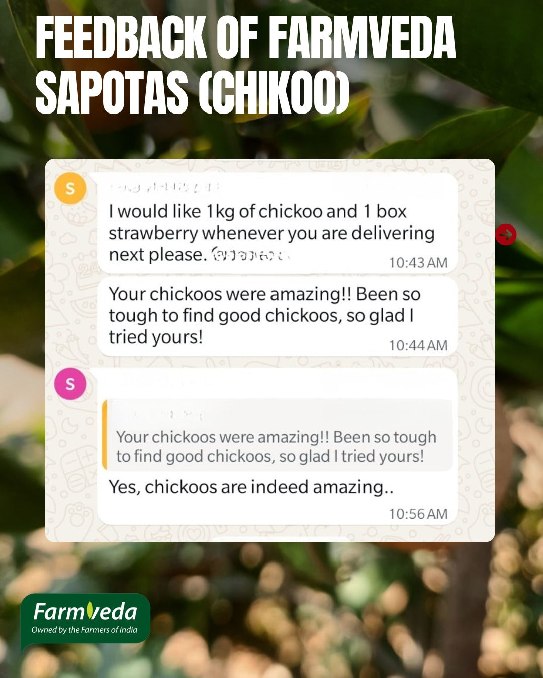 Sapota (Chikoo) - 1KG [100% Organic & Naturally Sweet]