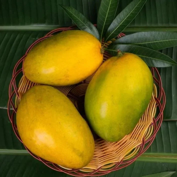 Himayat Mango - 3KG [100% Organic & Naturally Ripened]