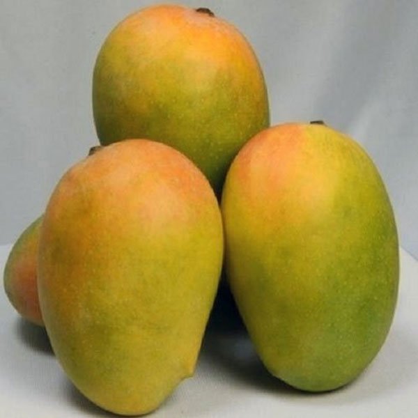 Kesar Mango - 3KG [100% Organic & Naturally Ripened]